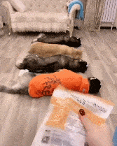 什么|哈士奇和金毛躺地上,听到零食的声音,二哈反应超快!