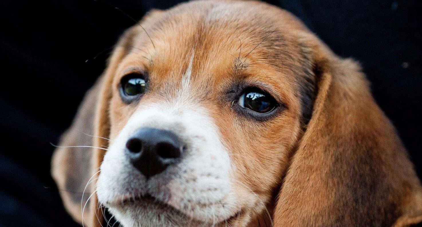 进行|大耳朵的狗狗有哪些品种，比格犬在其列，看看你喜欢哪种