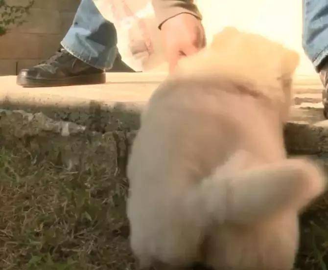 下巴|小奶狗被台阶困住，小短腿生活总是充满磨难，柯基总算有伴了