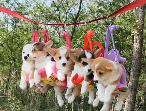 小狗|嘱咐男友帮狗崽洗澡，半小时后发来的照片让她怀疑人生：柯基树？