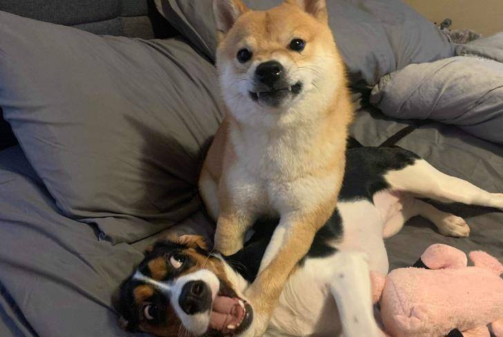 什么|像人类一样去互动,这些可爱的小动物简直成精啦