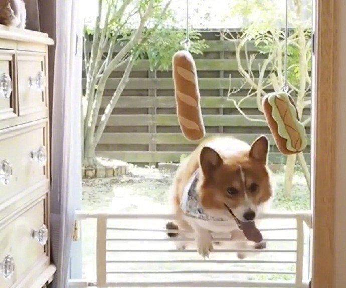 小汪|最容易跟宝宝达成共识的原来是狗