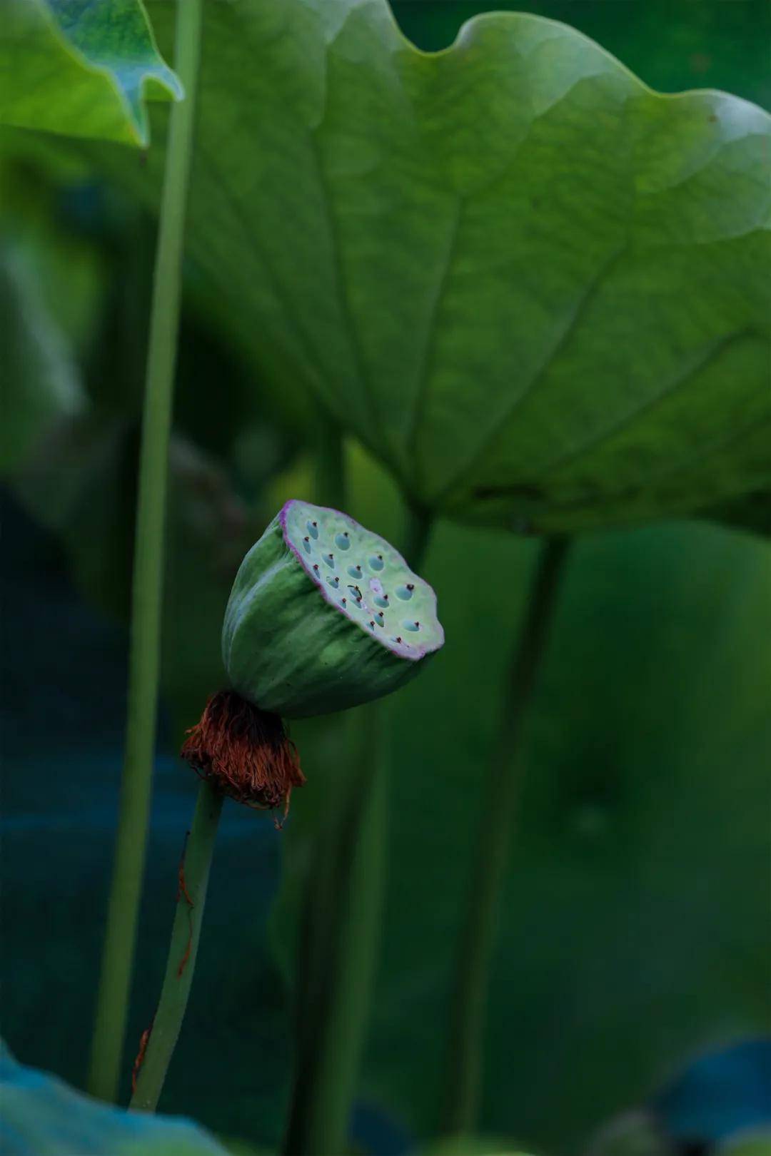 成为了|和顺古镇 | 水上印象 又是一年赏荷季