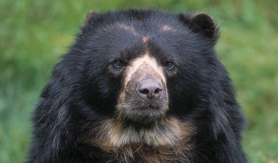 动物咬合力排名_咬合力第一的动物(2)