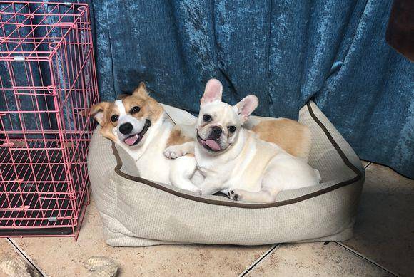 伴儿|主人觉得柯基自己在家无聊，给它找了伴儿，汪：心情大好！