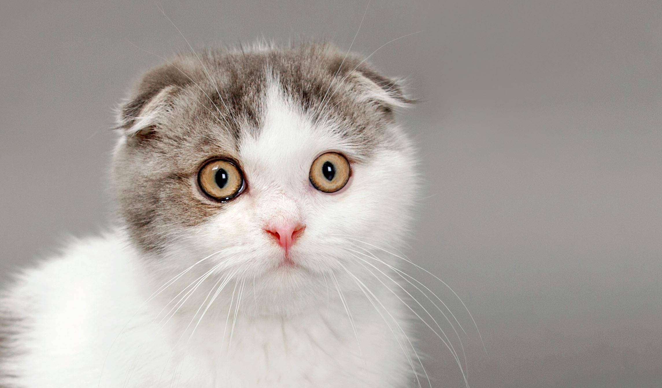 猫咪|有哪些品种猫的颜值超高，让人一见倾心？