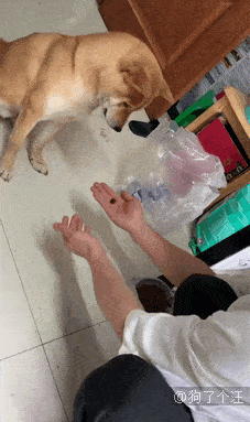 小汪|最容易跟宝宝达成共识的原来是狗