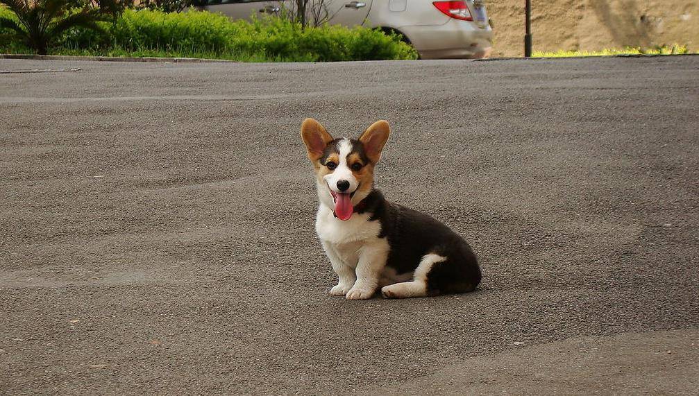 进行|大耳朵的狗狗有哪些品种，比格犬在其列，看看你喜欢哪种