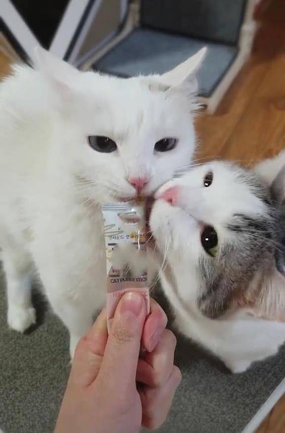 的优点|两只猫抢食物吃，接下来的动作令人笑喷，猫：哎，咬到我舌头了