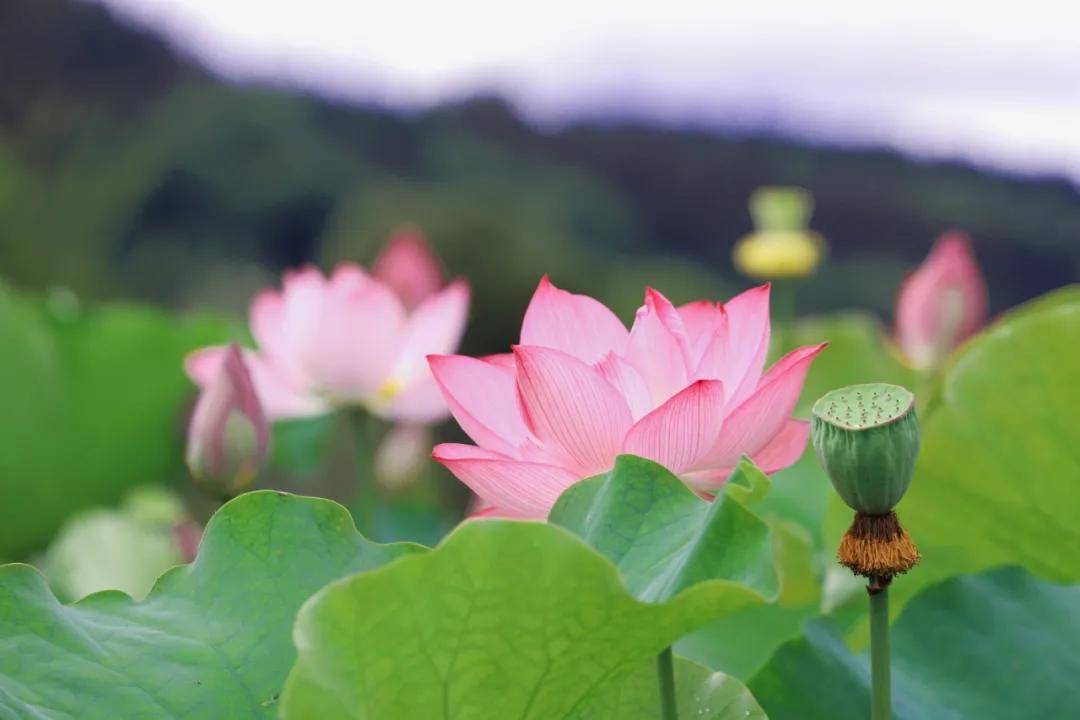 成为了|和顺古镇 | 水上印象 又是一年赏荷季