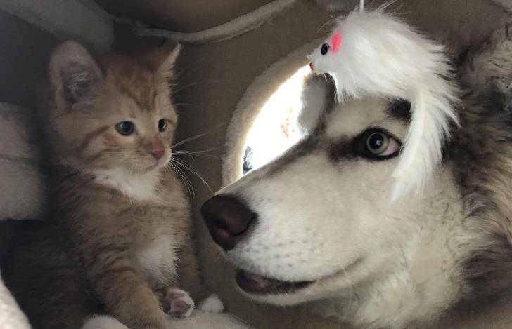 什么|像人类一样去互动,这些可爱的小动物简直成精啦