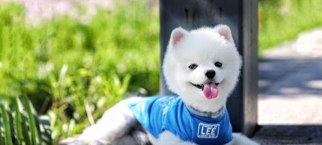 因为|博美犬把你当父母，会有这7种表现，中3个以上都很幸福！