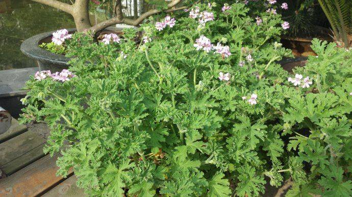 4种"漂亮花",都是驱蚊"老手",阳台种一盆,蚊虫不敢来_蚊蝇