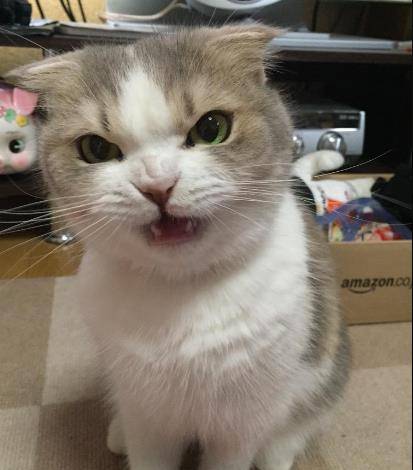 怎么让自己看起来凶凶的样子 adc33592102c455f9064b973e384c48c.jpeg