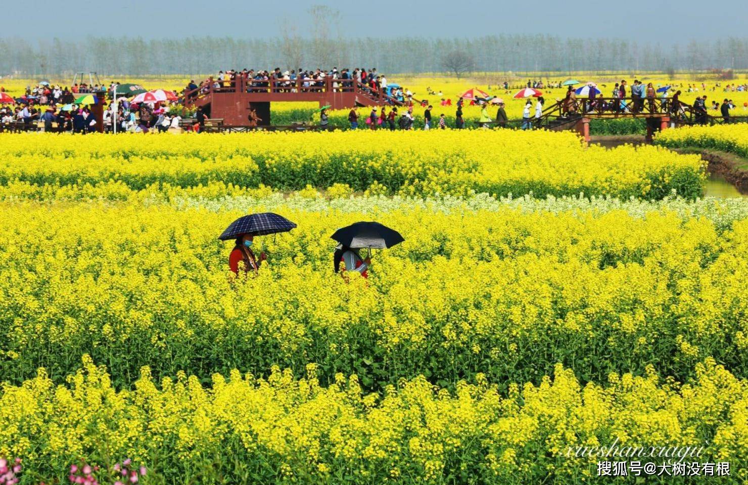 原創投資30億元發展旅遊江蘇這片油菜花卻被本地農民喊我們要吃飯