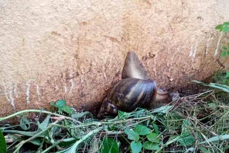 蜗牛吃什么 水果 b9484f8ce14340d58aef59d27ab914dc.jpeg