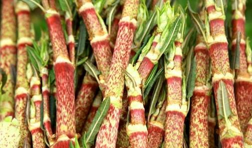 我国|在国内名气很大，80后把它当零食吃，1斤12元，国外却臭名昭著