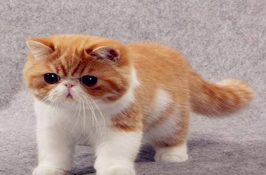 波斯|新手养猫哪种比较好，为什么要选择它，这5个理由够不够
