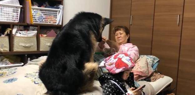 眼睛|大狗闯进主人卧室，赖着不走了，主人瞬间明白它的意思，太直接了