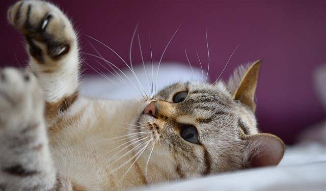 因为|新手养猫买了鸡肋用品不可怕，买错用品才可怕