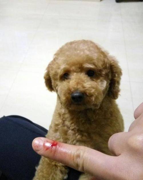 奖励|惊呆!泰迪爱咬主人?这三种秘诀让它乖起来