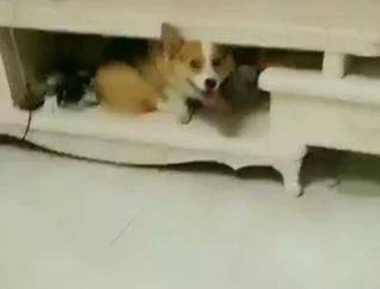 垃圾|主人看到柯基闯祸了,很生气地对狗子说,必须要给一个交代
