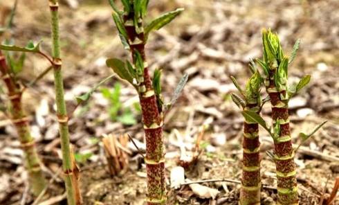 我国|在国内名气很大，80后把它当零食吃，1斤12元，国外却臭名昭著