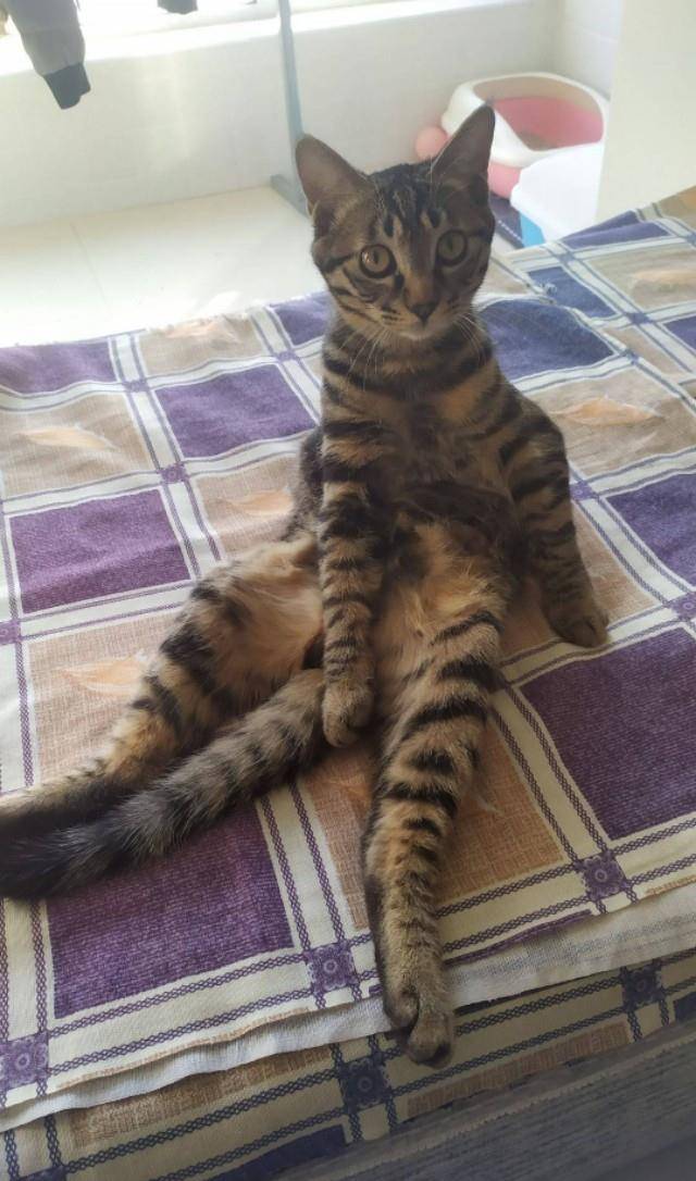 因为|为什么猫咪在你刚回家以后会特别黏你，一会儿就不行了呢