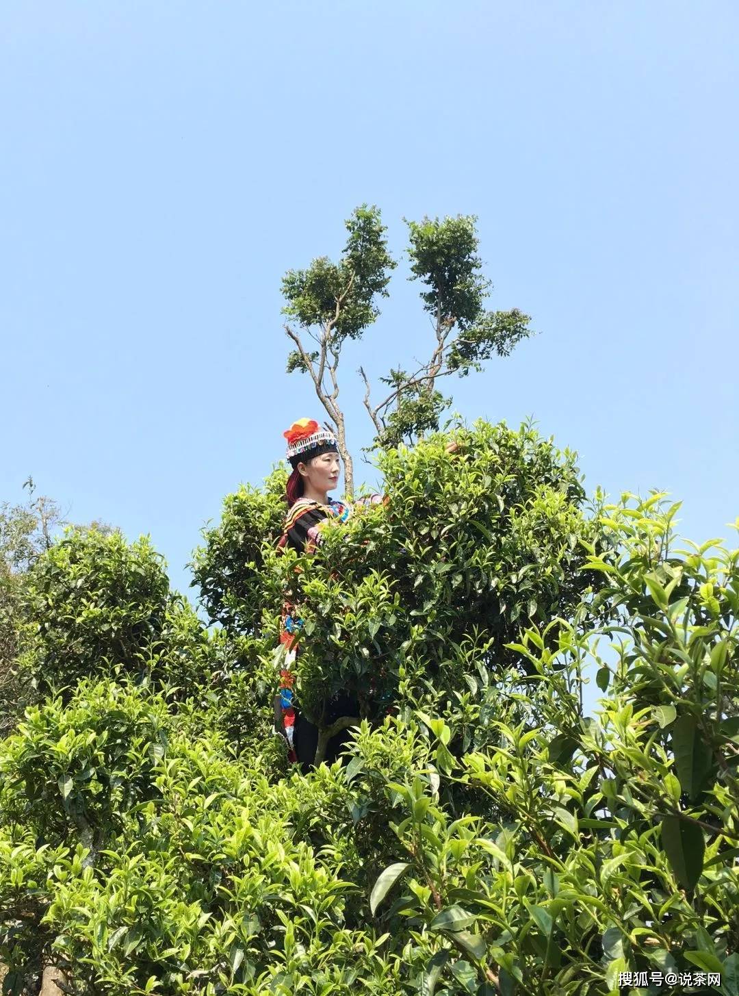 勐宋乡|传说“三年那卡赛班章”？勐宋古茶代表——那卡真能当班章卖？