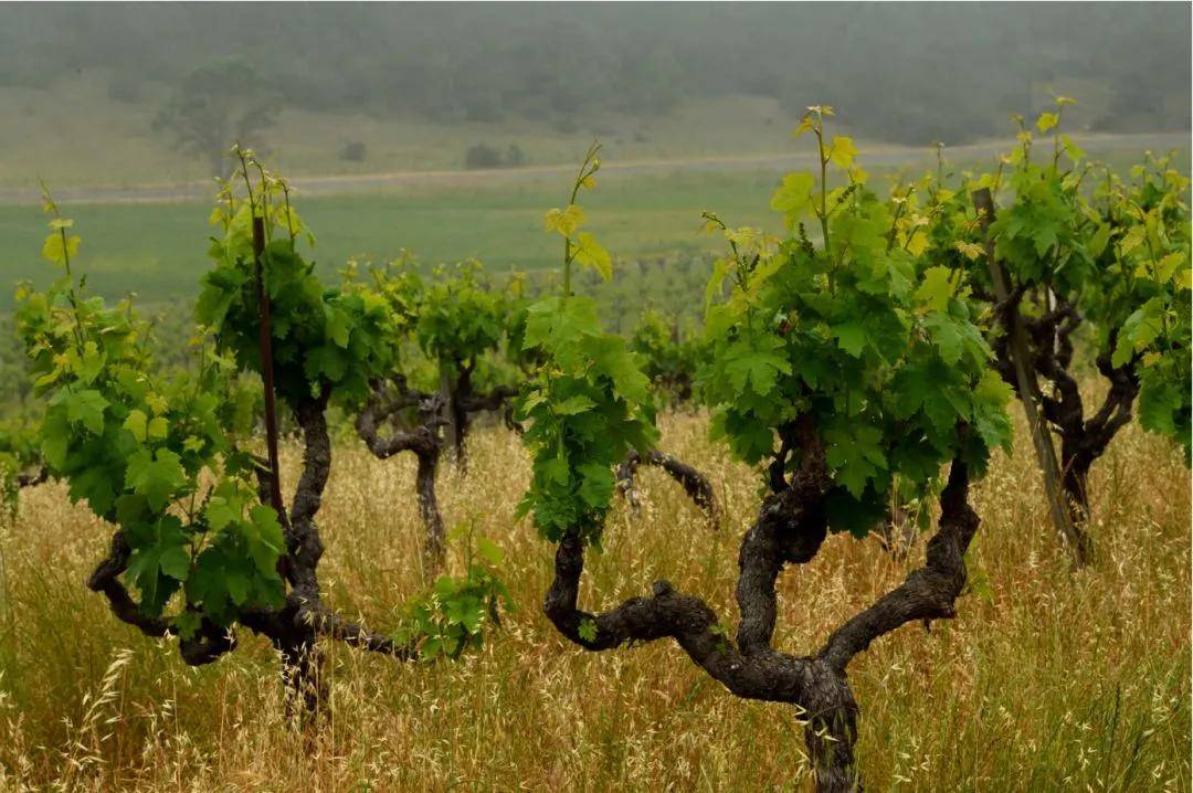 绮丽|【7.28-30 Interwine】马克斯威酒庄——美国纳帕的“谷中之谷”酒庄