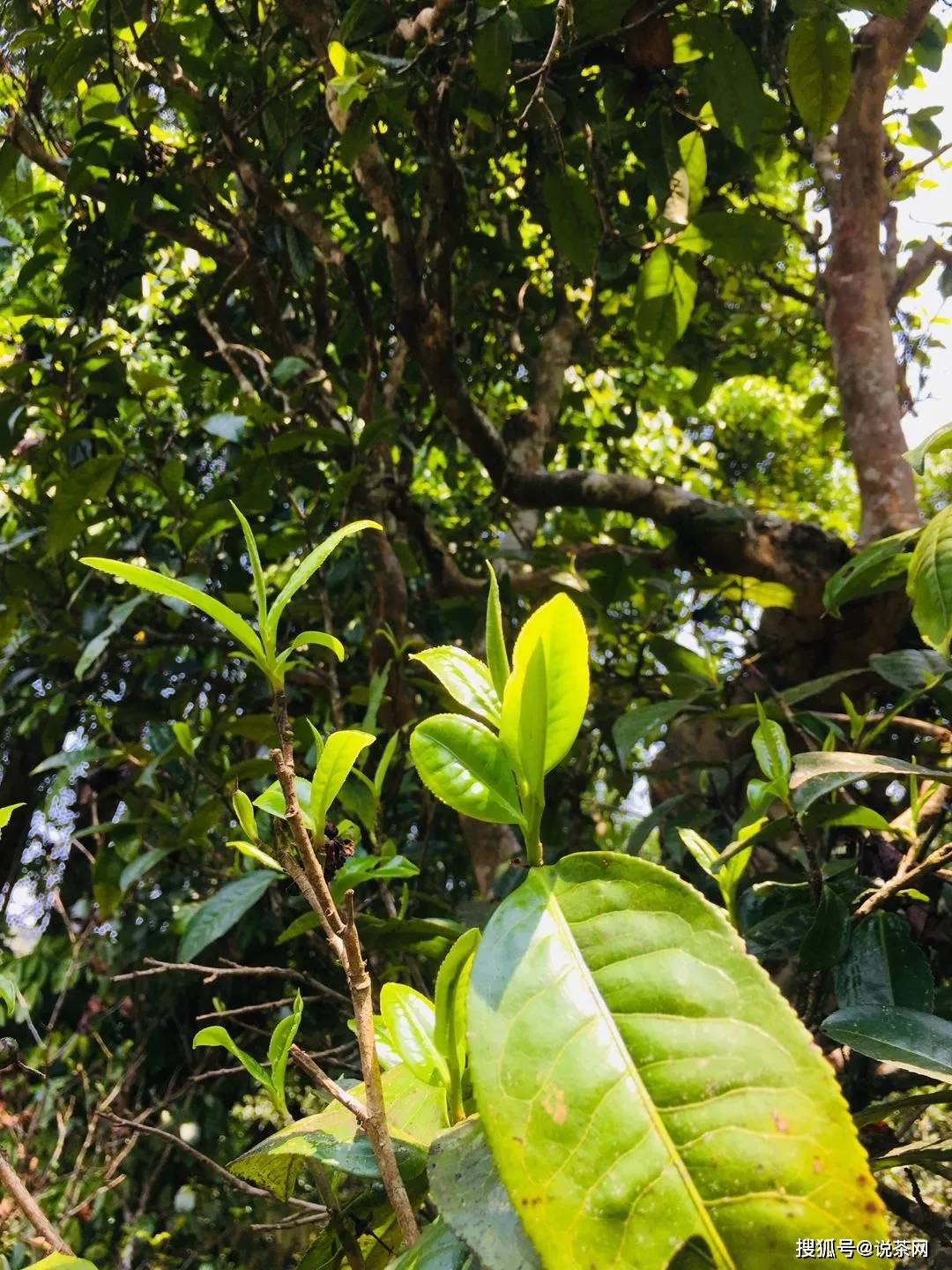 勐宋乡|传说“三年那卡赛班章”？勐宋古茶代表——那卡真能当班章卖？