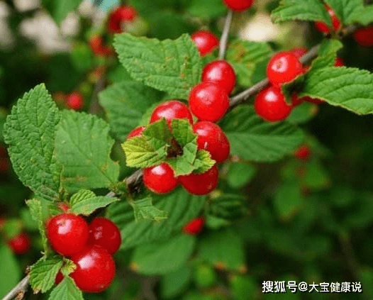 气血|立冬后，睡前当零食吃几颗，失眠好了，气血足了，还可防子宫肌瘤
