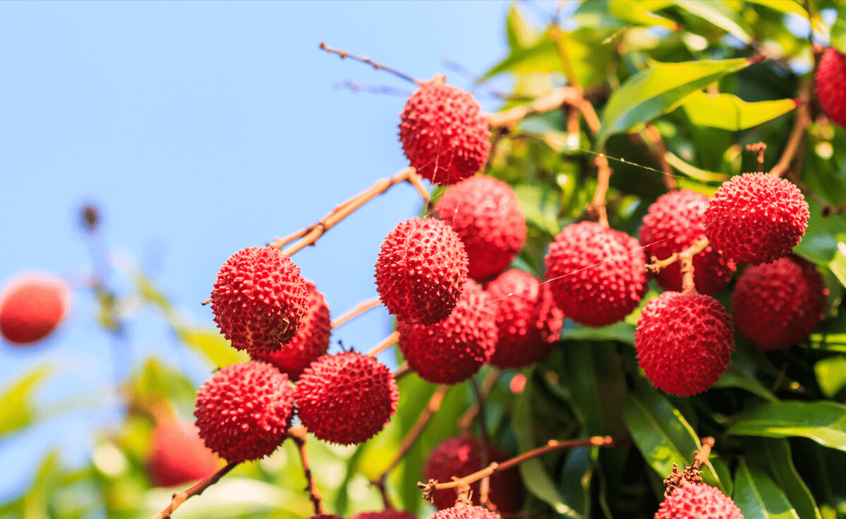 水果|入伏后有4大禁忌，容易给身体埋下“祸根”！别因一时大意而后悔