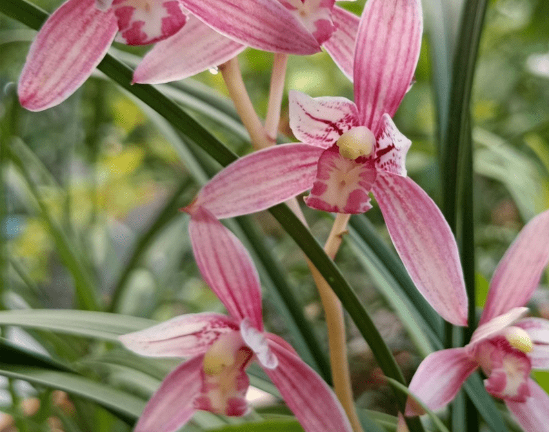 原创市长红1款被名字耽误的兰花开花勤香味浓郁