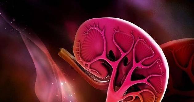 特殊照顾|肾病是一场长期战役,三招让你的战斗更加持久