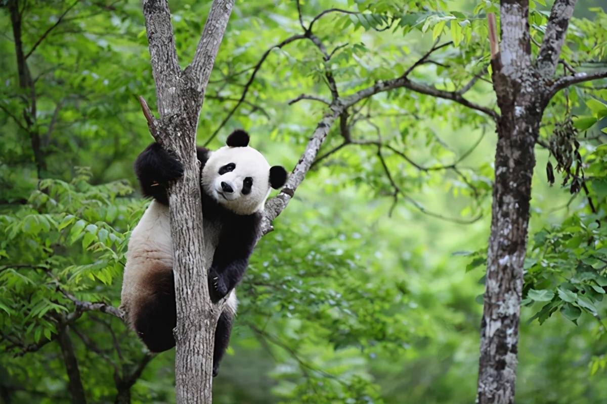 汉中佛坪大熊猫文化旅游节活动延期啦