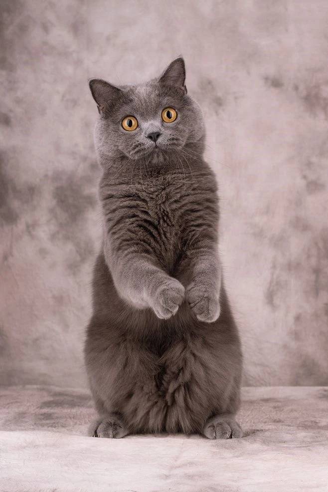 指令|猫宫庄园训练猫咪靠后腿坐立