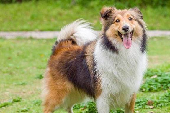 最好的狗排名_世界最好车子排名(2)