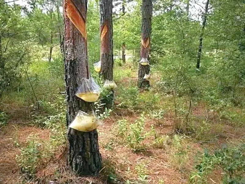 关于危险货物"松脂",你了解多少?