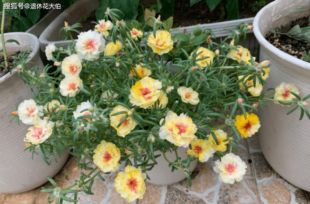 夏季养花首选 太阳花 盆栽扦插天热长得好 更易出状态 花友