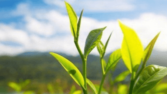 产品|这几款洗面奶用过一次就上瘾！第1支比400多的香奈儿还好用