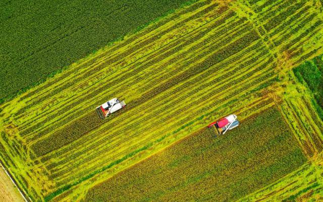 夏粮再获丰收!