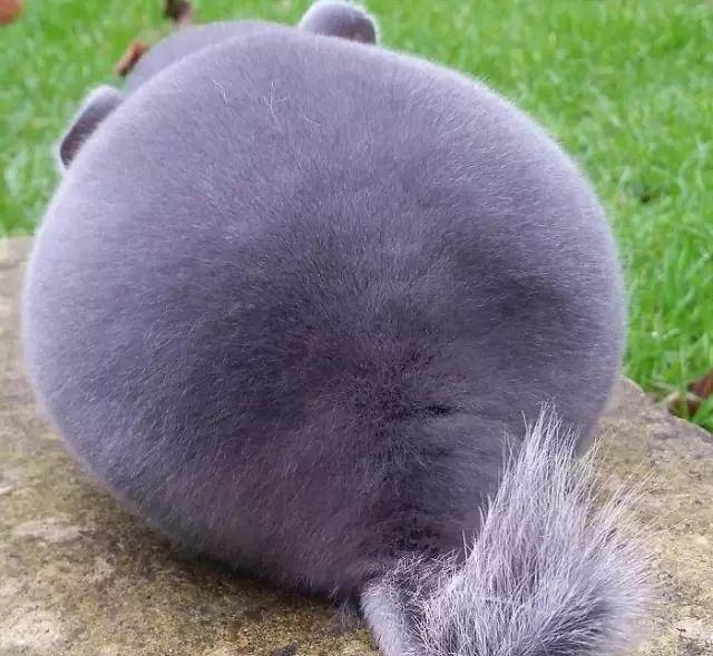 龙猫|比圆, 谁比的过龙猫