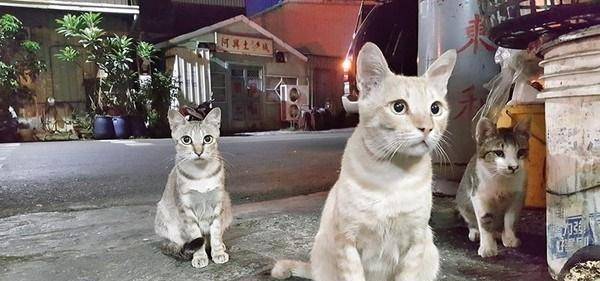 因为|浪猫每天凌晨3点准时来组团吃早餐