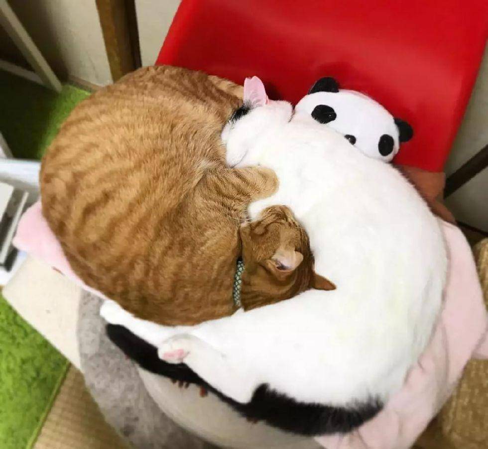 主权|看着这两只猫抱在一起睡觉的样子, 简直是甜死我了