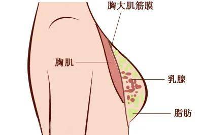 乳房悬韧带在哪个部位图片