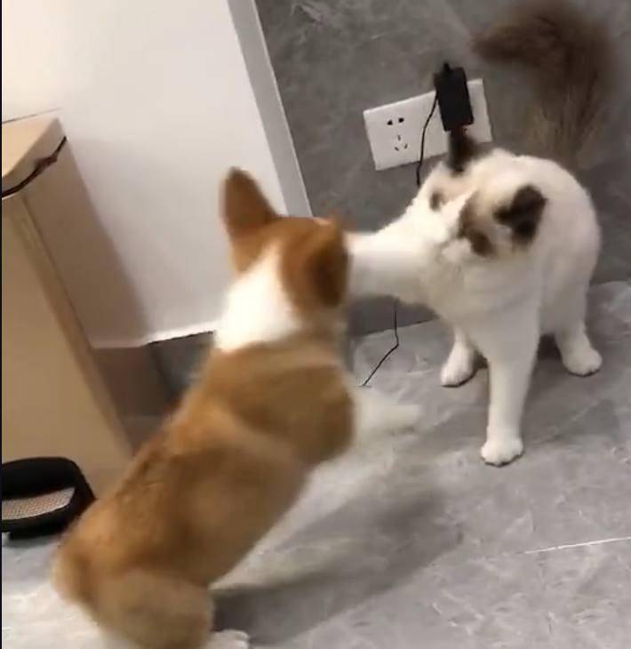 因为|柯基咬住布偶猫的尾巴, 大哥你知道你这一口值多少钱吗