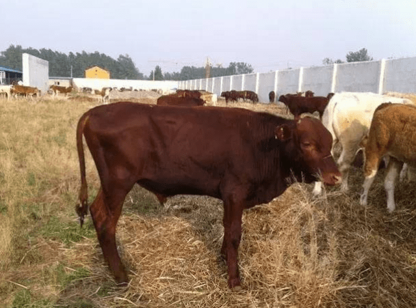 牛瘦的原因是什么咋治疗?