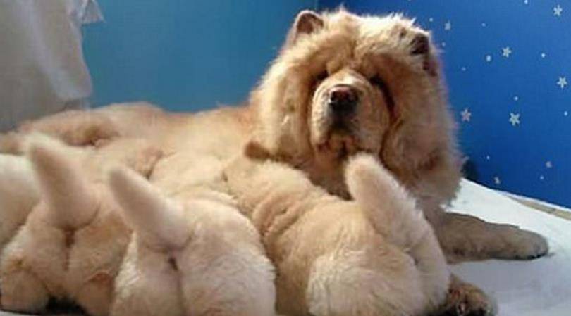 梦境解析,为何梦到被狗紧抓住屁股不放,醒来后屁股竟真的疼? 梦境解析,为何梦到被狗紧抓住屁股不放,醒来后屁股竟真的疼?