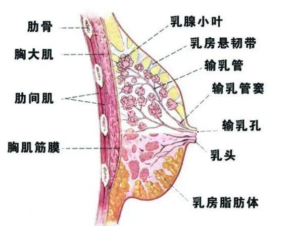 拉丝|杨幂真练出肌肉了？！麒麟臂+拉丝腿，分手后光速回春实锤了吧？